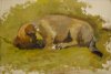 1908 - Cane addormentato